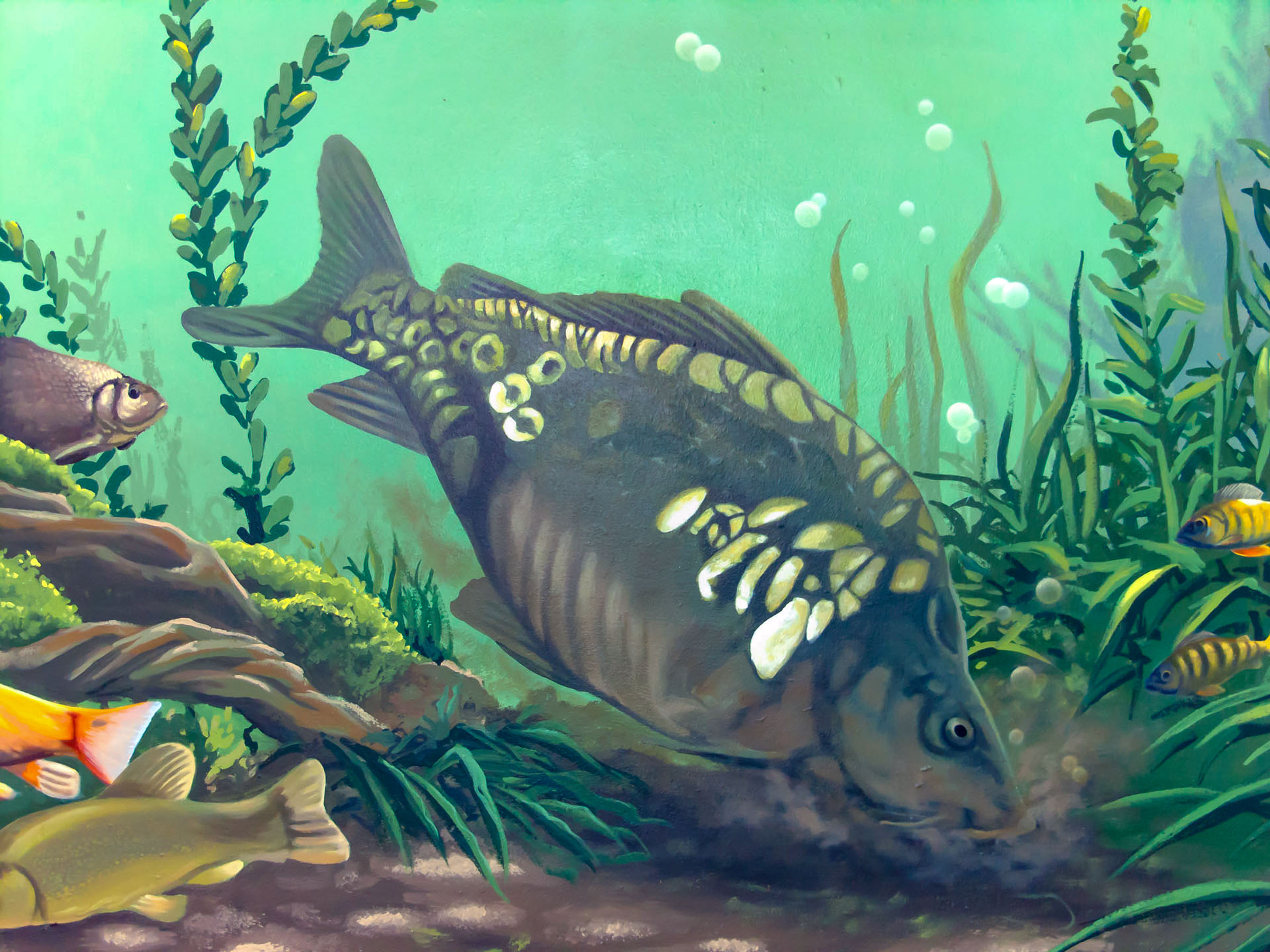 Mirror Carp Mural Painting